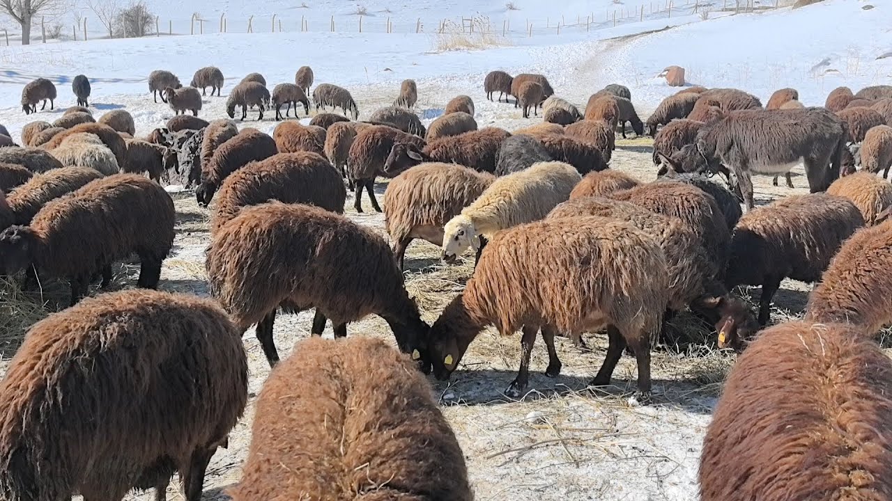 KÖYDE KURT VE SOĞUKTAN SONRA GELEN GÜNEŞ.