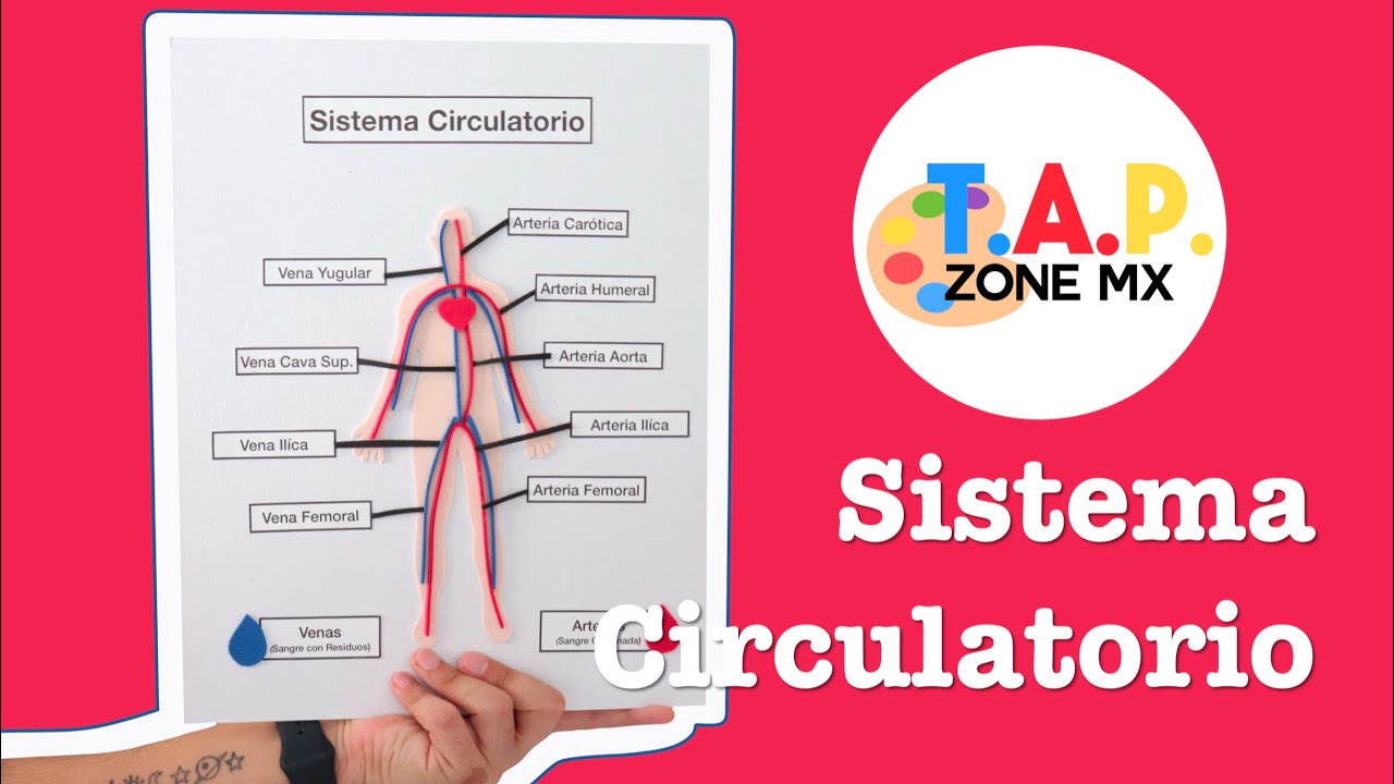 Como hacer la Maqueta del Sistema Circulatorio -  TAP ZONE Mx