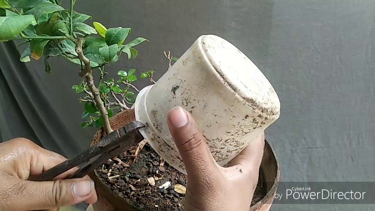 Ground leyring of ficus for nebari