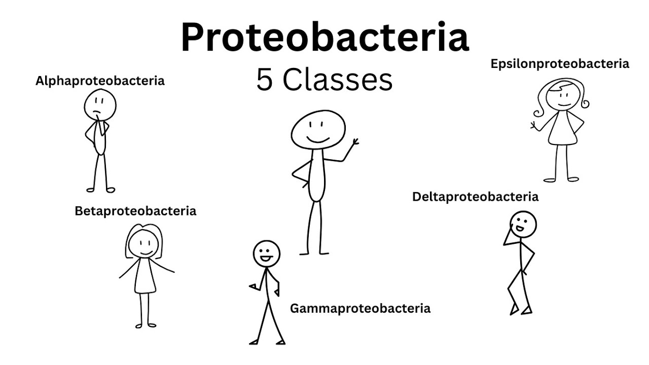 5 Classes of Proteobacteria #microbiologyclass