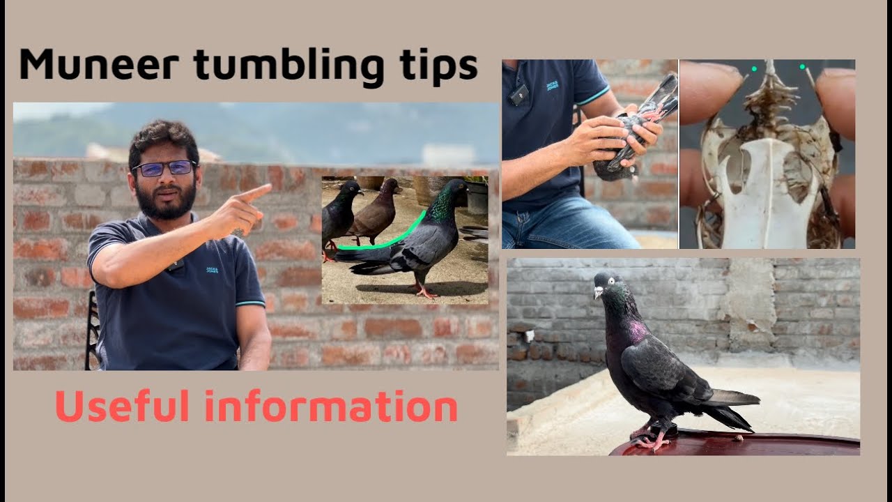 muneer tumbling tips very useful for tumbler pigeon fanciers