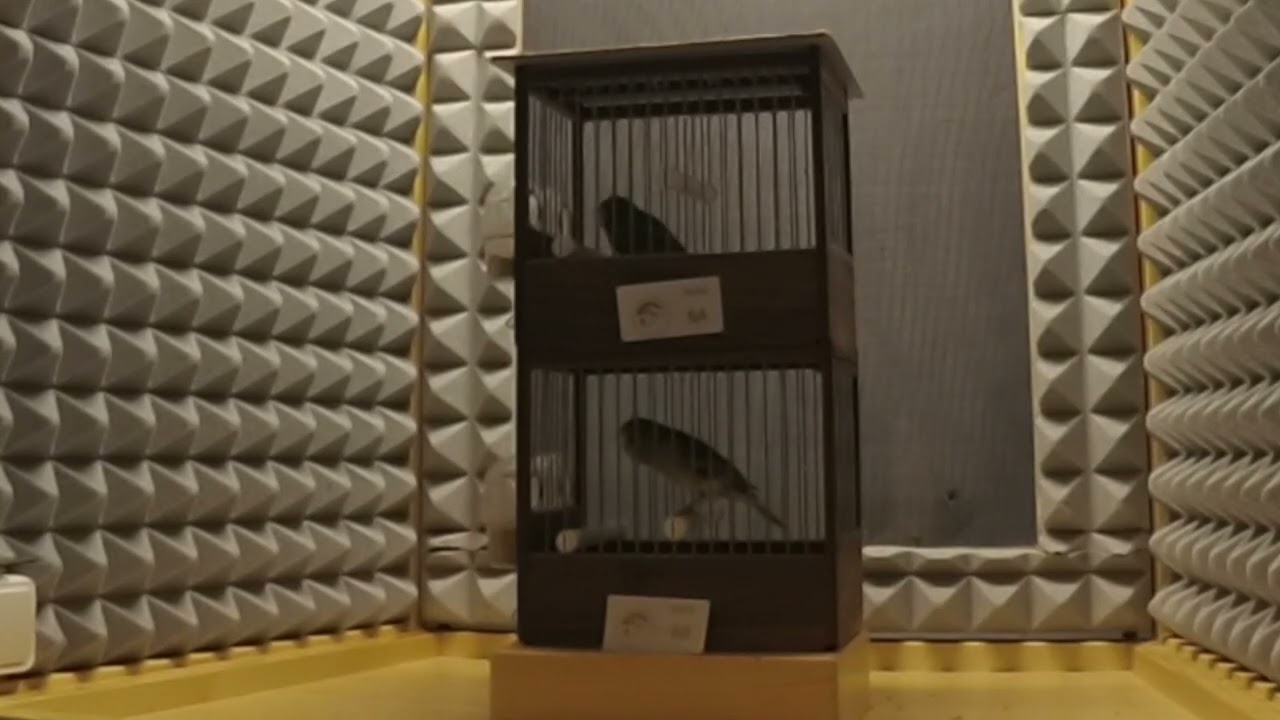 1º CAMPEÓN DE SALA Y 1º DÚOS GRANADA 2025