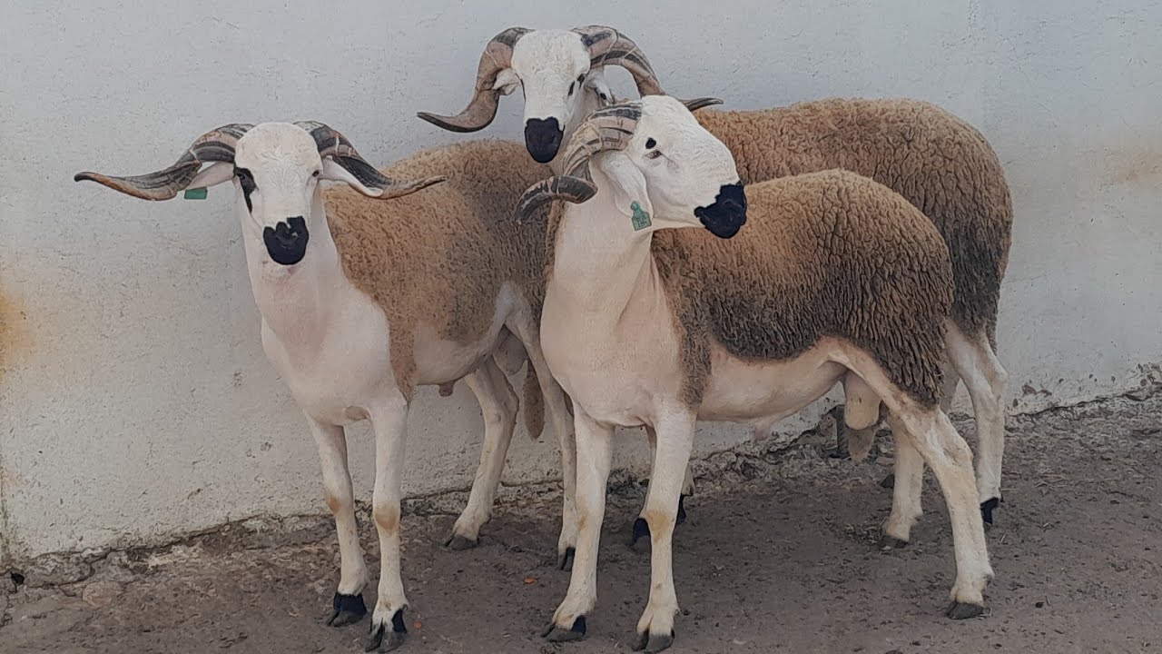 سلام عليكم كين5حولا ملاح طوب💯 وجمال الهاثف0667459857بتاريخ28.2.2026🤲
