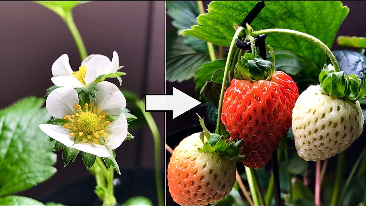Strawberry time lapse - Growing fruit with an indoor garden