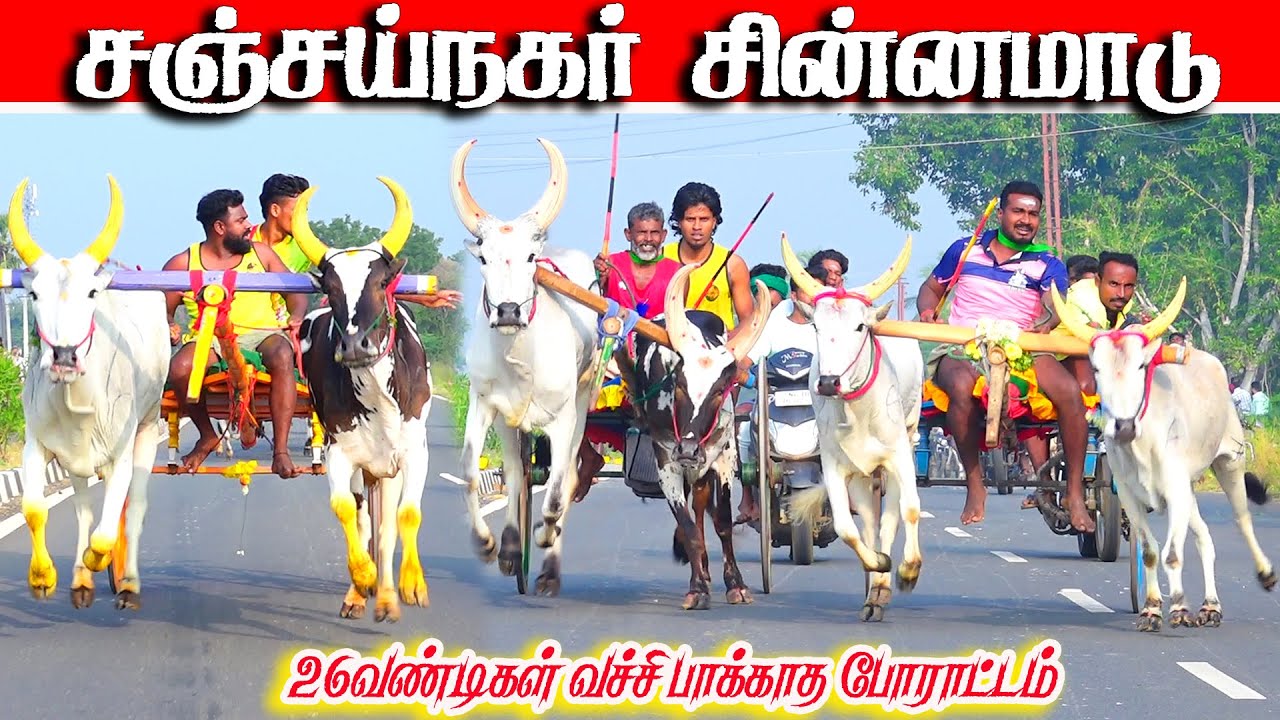 சஞ்சய்நகர் சின்னமாடு 29.01.2026 #sinnamaadu
