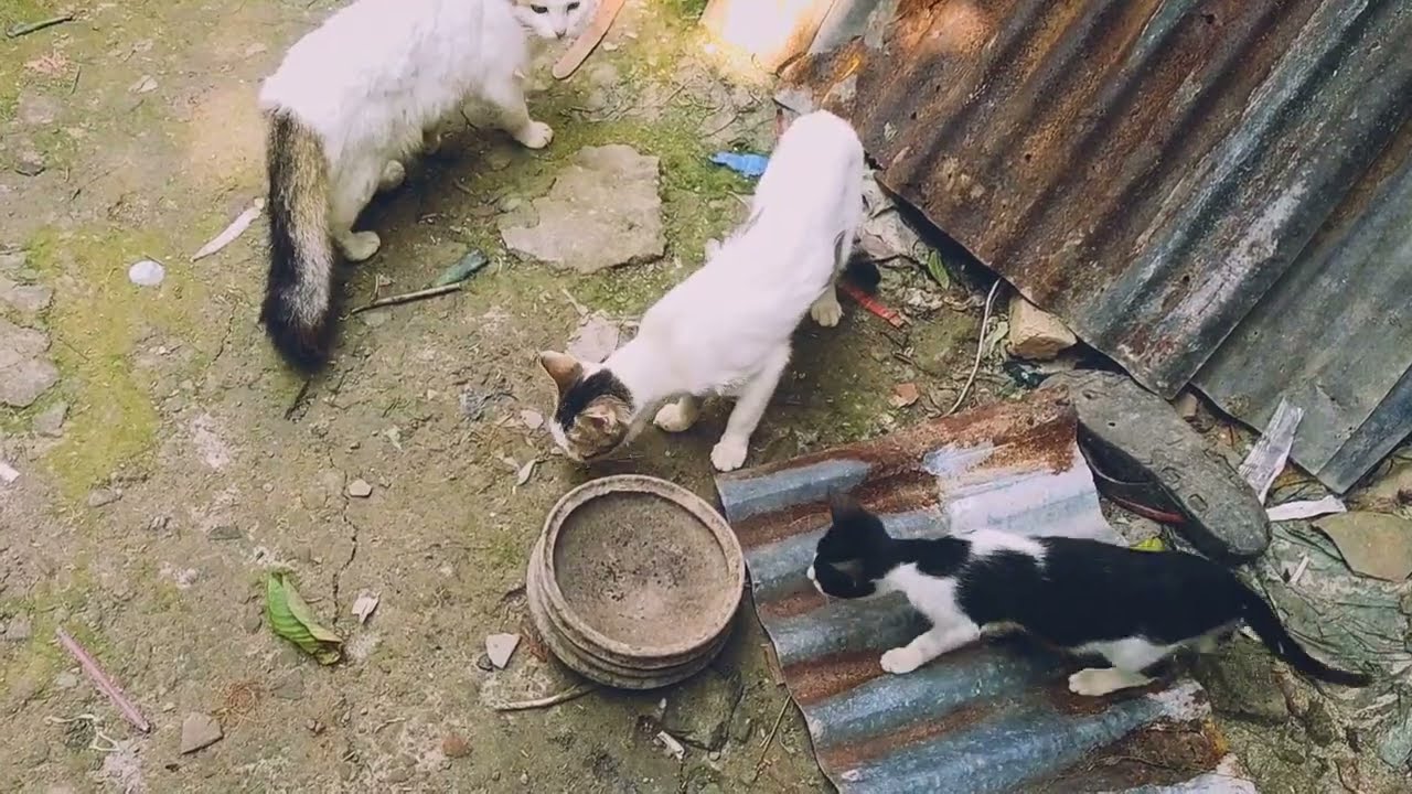 Our Pet Cats Are Eating The Chicken Bones I Give Them.