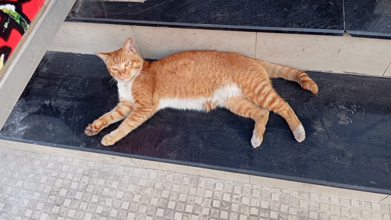 Hungry Cats: Stray Cats Eating Food in the Street!