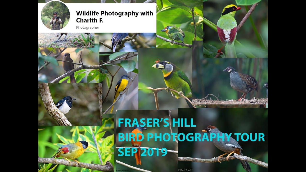 Bird Photography Tour  Fraser's Hill, Malaysia   Sep 2019