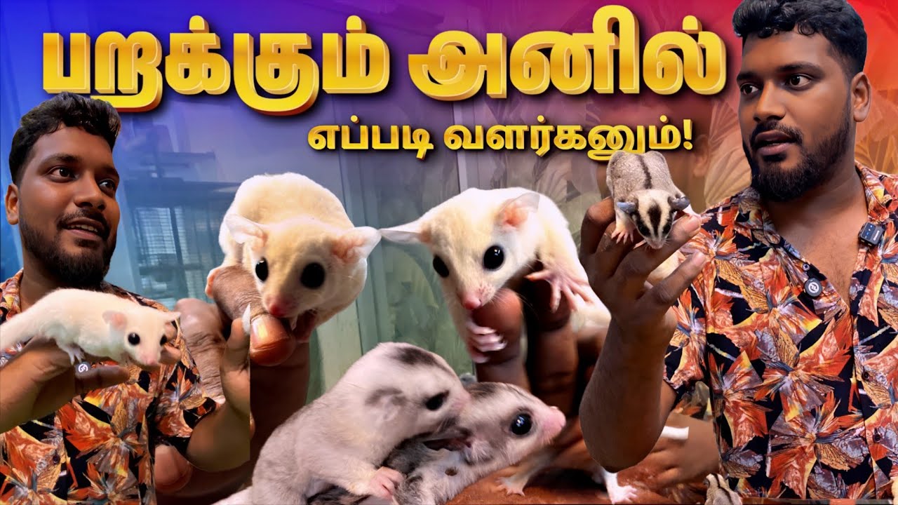 💥Sugar Glider Man of Kolathur | Pet Mafia Chennai Exotic Pets Ep 01 