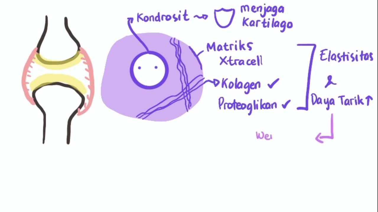 Anatomi dan Patofisiologi Osteoarthritis