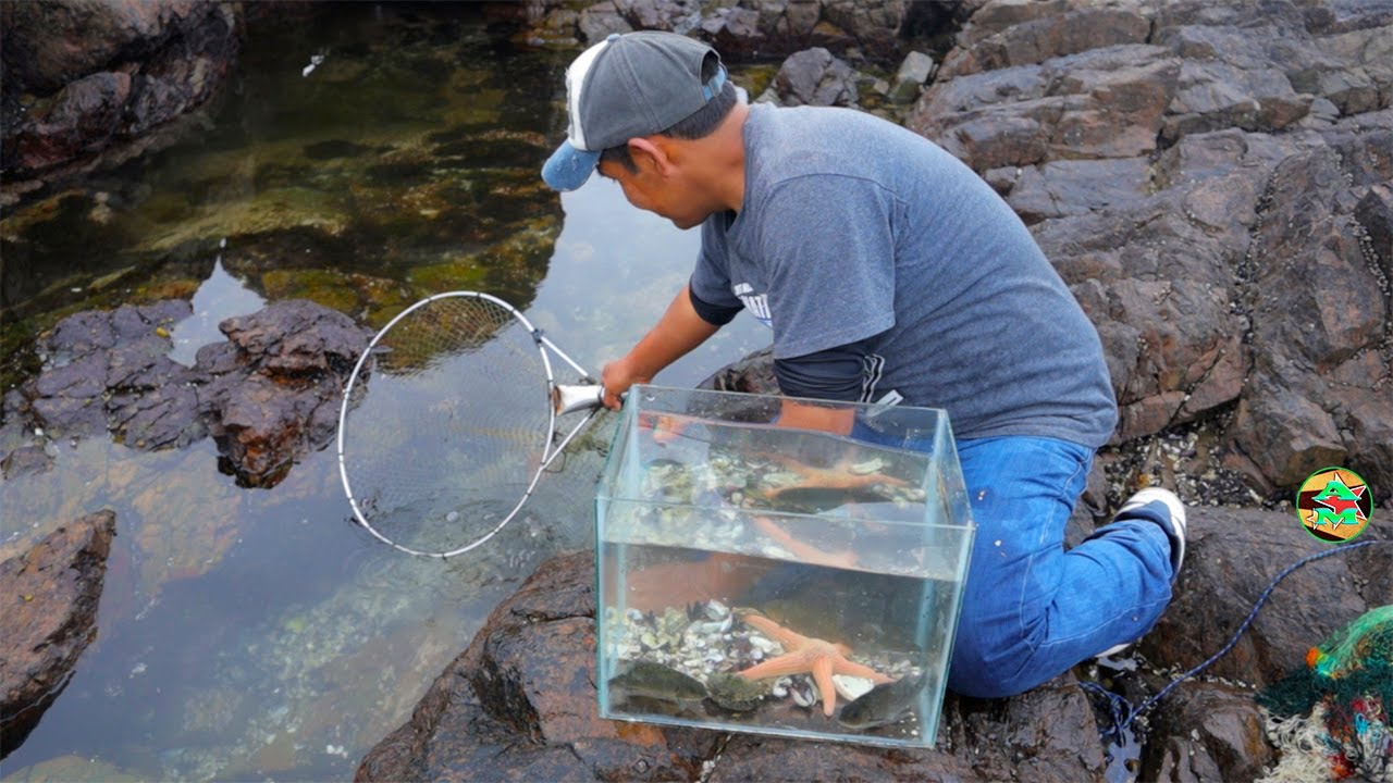 Así se atrapan a los peces en el Mar para LA PECERA o Acuario de Peces | fish aquarium