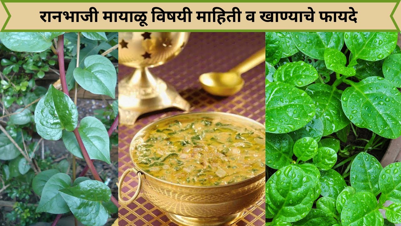 मायाळू रानभाजी विषयी माहिती व खाण्याचे फायदे/Malbar Spinach Benefits/Mayalu Bhaji/मायाळू भाजी