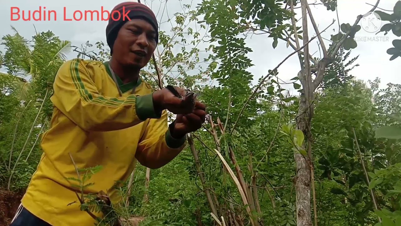 cara Pikat burung kecial kombok lombok dengang menggunakan kecial kuning