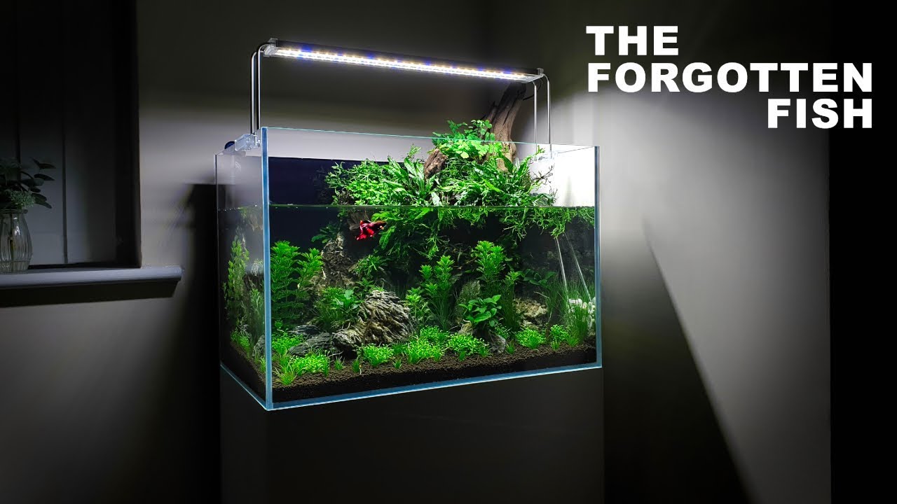 *Betta Fish* Aqua Terrarium Build - 60cm Aquarium / Paludarium Aquascape