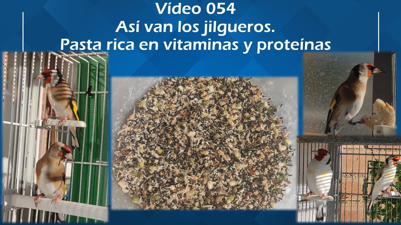 054 ASÍ VAN LOS JILGUEROS  PASTA DE CRÍA RICA EN VITAMINAS Y PROTEÍNAS