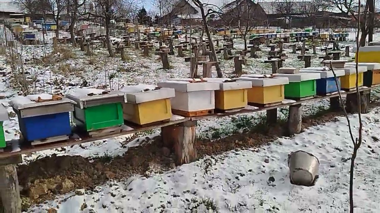 Висаджені саджанці хурми зимують.