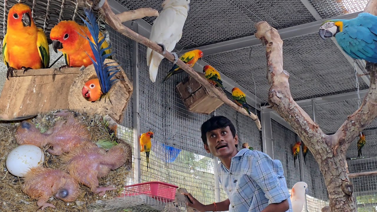Small Birds Decorated Their Nest With Macaw Feathers & Gave Birth To New Babies.