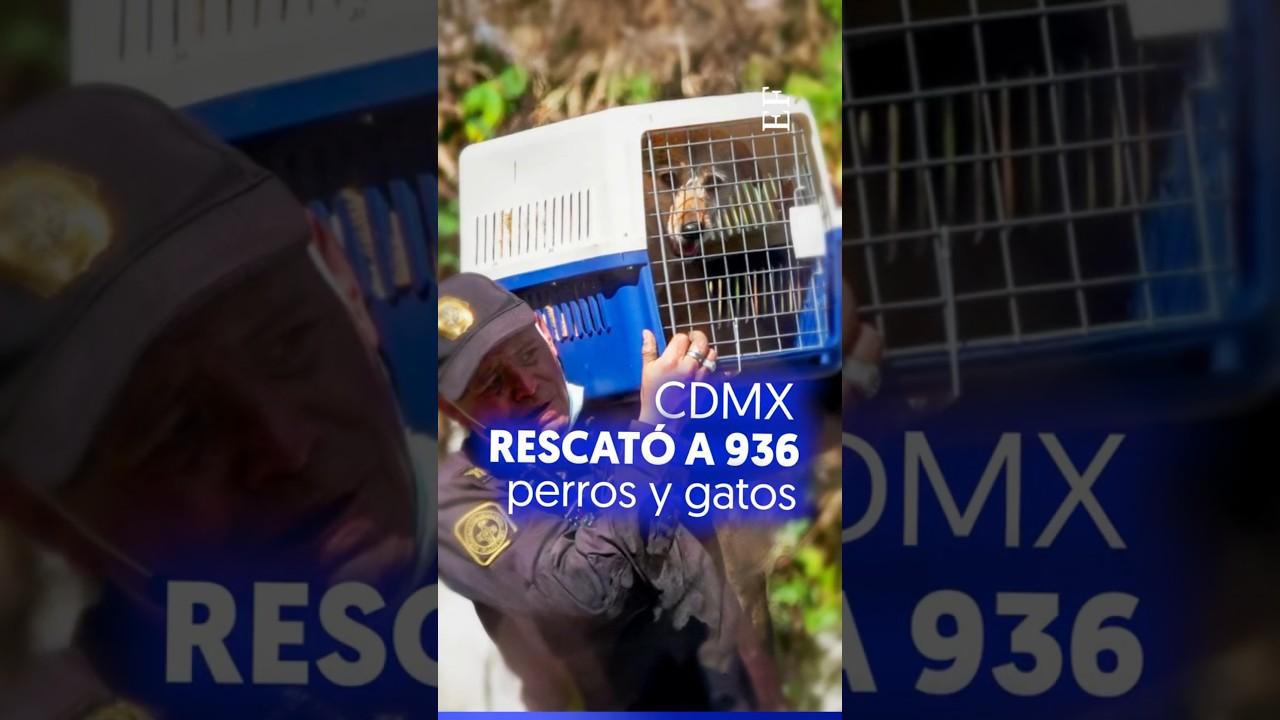 CDMX RESCATA m&aacute;s de 900 PERROS y GATOS de refugio