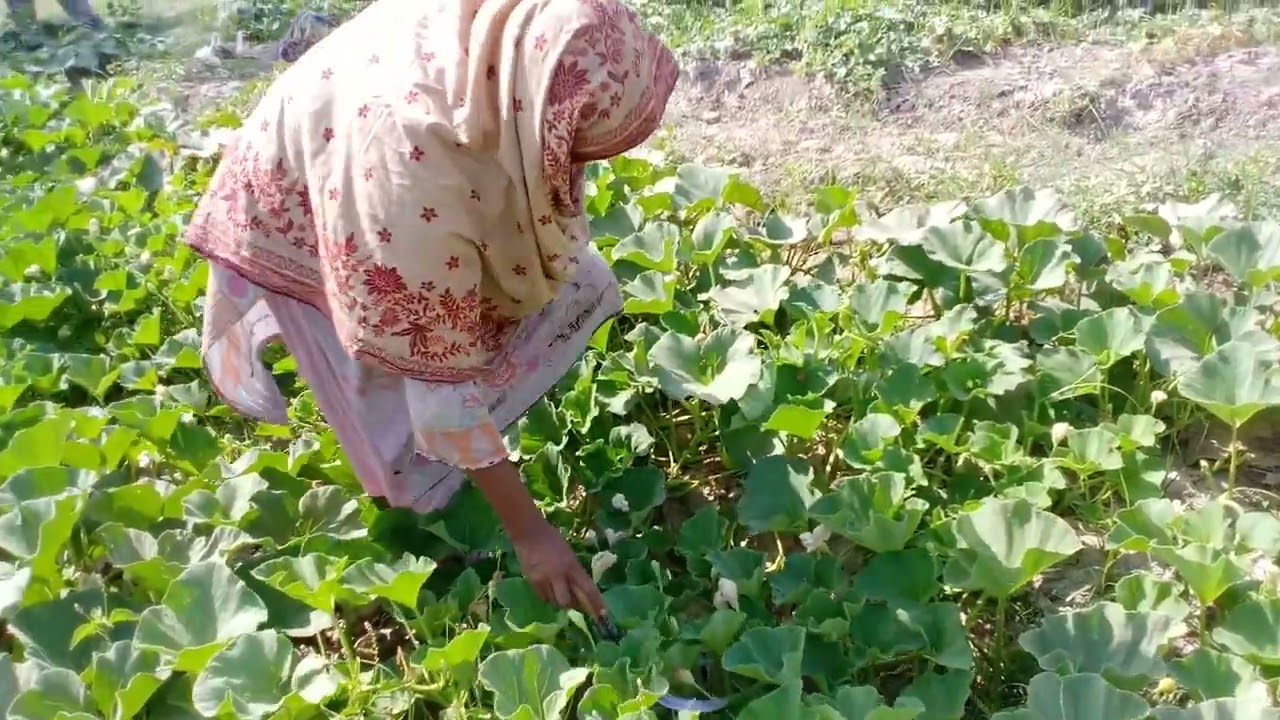 Kitchen gardening | How to grow vegetables and fruits farming at home | House garden vegetables