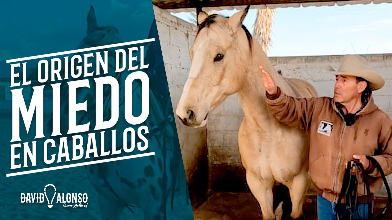El Origen del Miedo en los Caballos