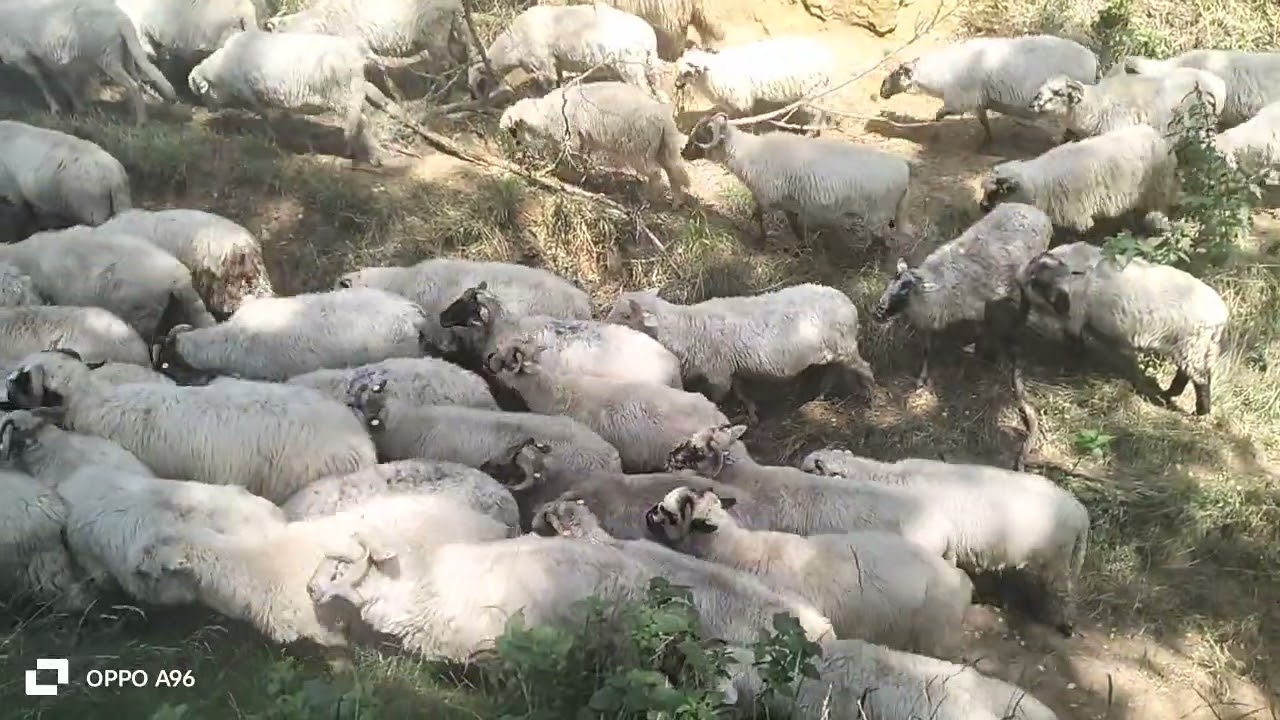 Mioare în Moldova - Sat Arghira - județul Suceava 
