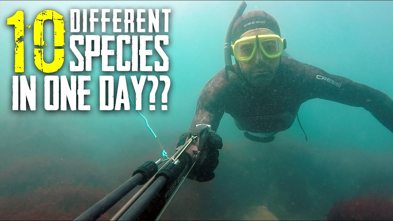 How many different fish can we catch in ONE DAY? - S6 EP 11 Hokianga