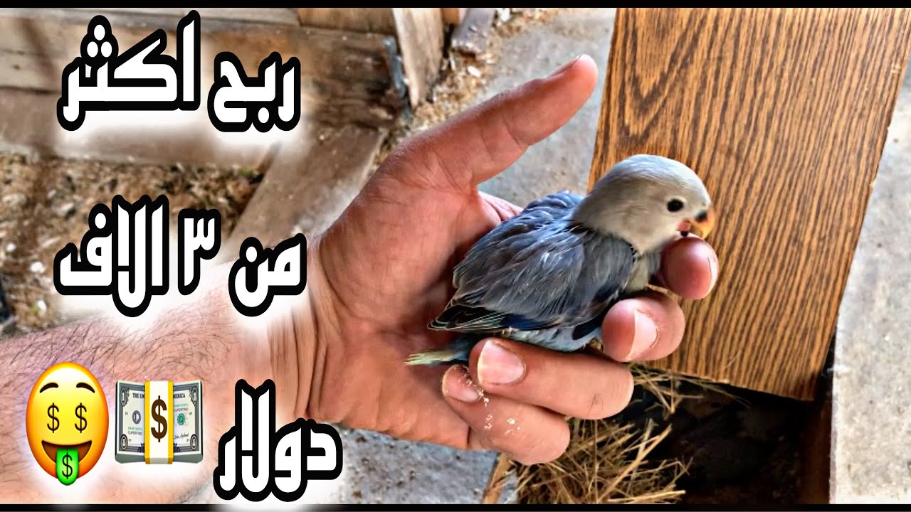 مشروع تربية طيور الروز الازرق الاوبلاين مع مثال على عشرين زوج وربح  اكثر من ٣ الاف دولار في الموسم💵