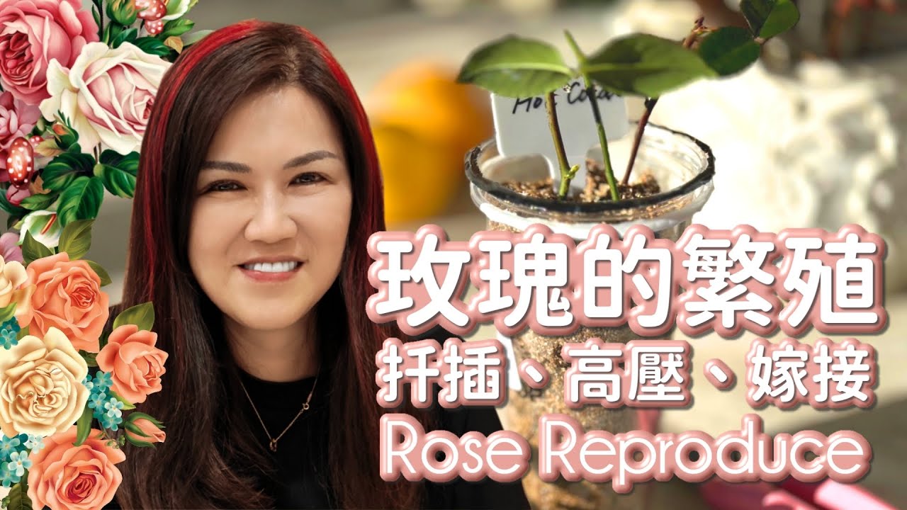 玫瑰的繁殖: 扦插、高壓、嫁接。Rose Reproduce Methods