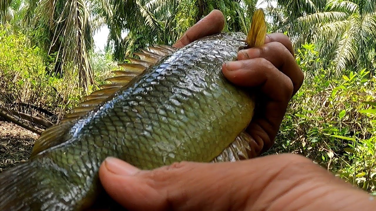 Mancing ikan betok di spot yg tertutupi tumbuhan air, ikannya menggila makan umpan