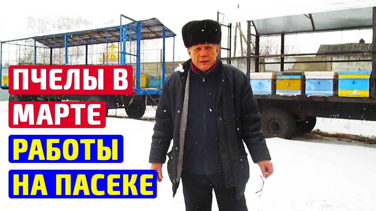 Срочные работы на пасеке в марте. Что нужно делать в марте на пасеке?