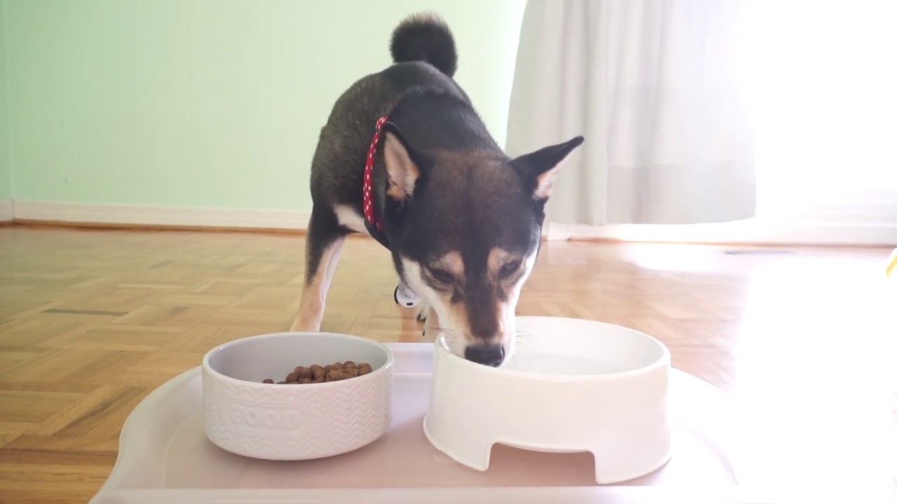 Dog Eating Kibble & Drinking Water - Cutest Shiba Inu Ever - ASMR