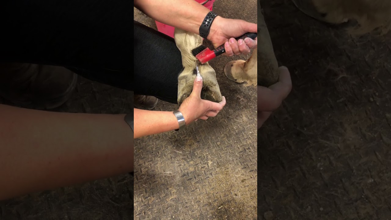 Thrush treatment with Red Horse Products