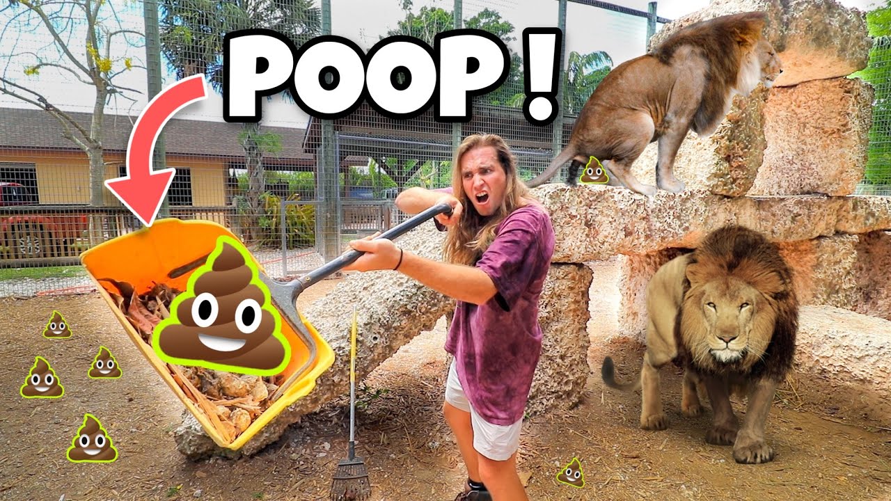 POOP SCOOPING THE LION DEN AT OUR ZOO ! LIONS, TIGERS, JAGUARS !