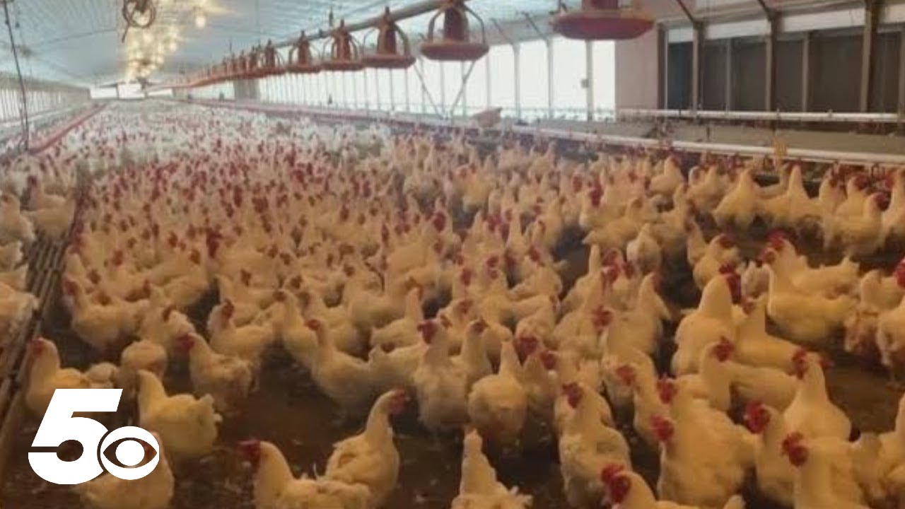 CDC confirms first US human bird flu case linked to backyard flock