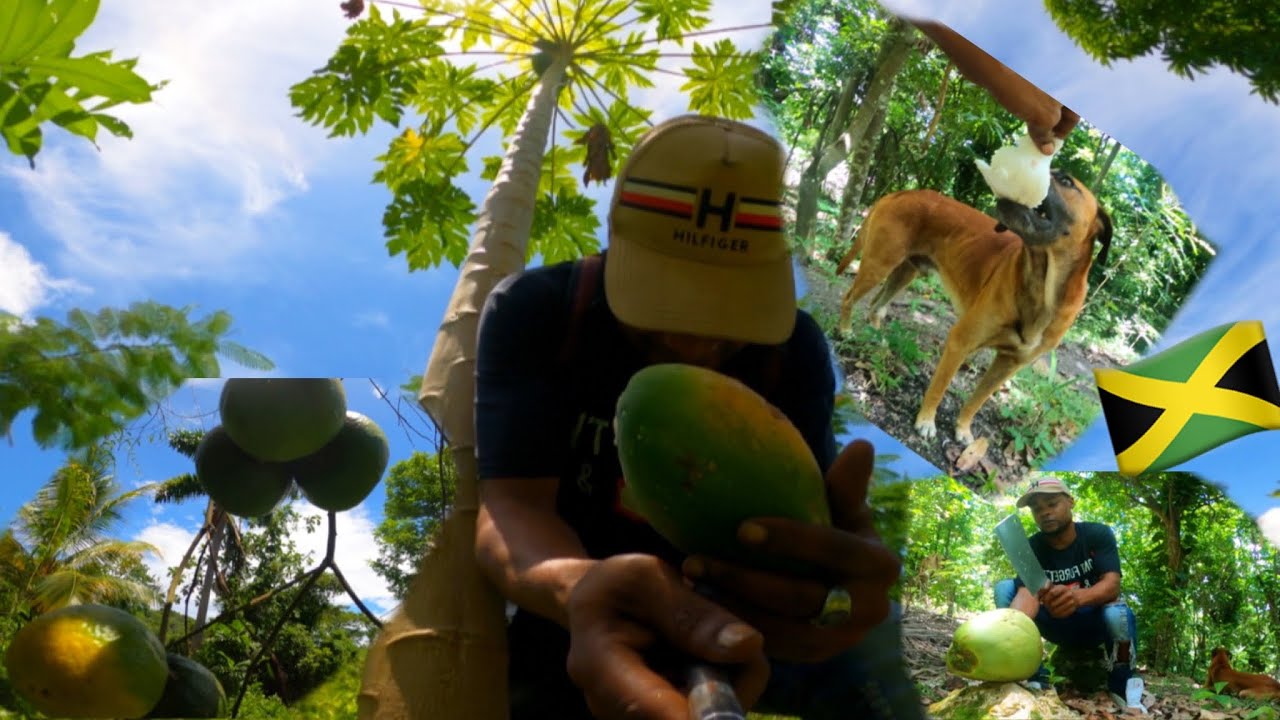HUNTING THE BUSH LOOKING FOR SOMETHING TO EAT MY DOG EATING COCONUT