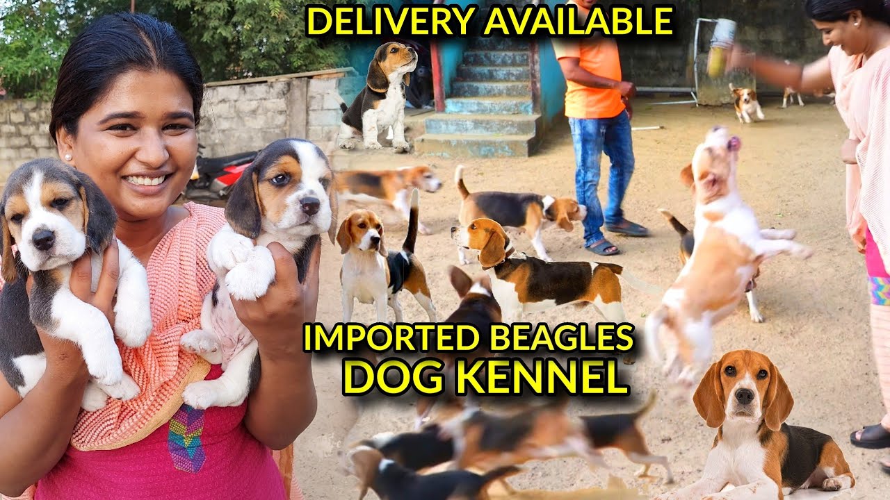 Dog kennel in Chennai | Beagle Dogs