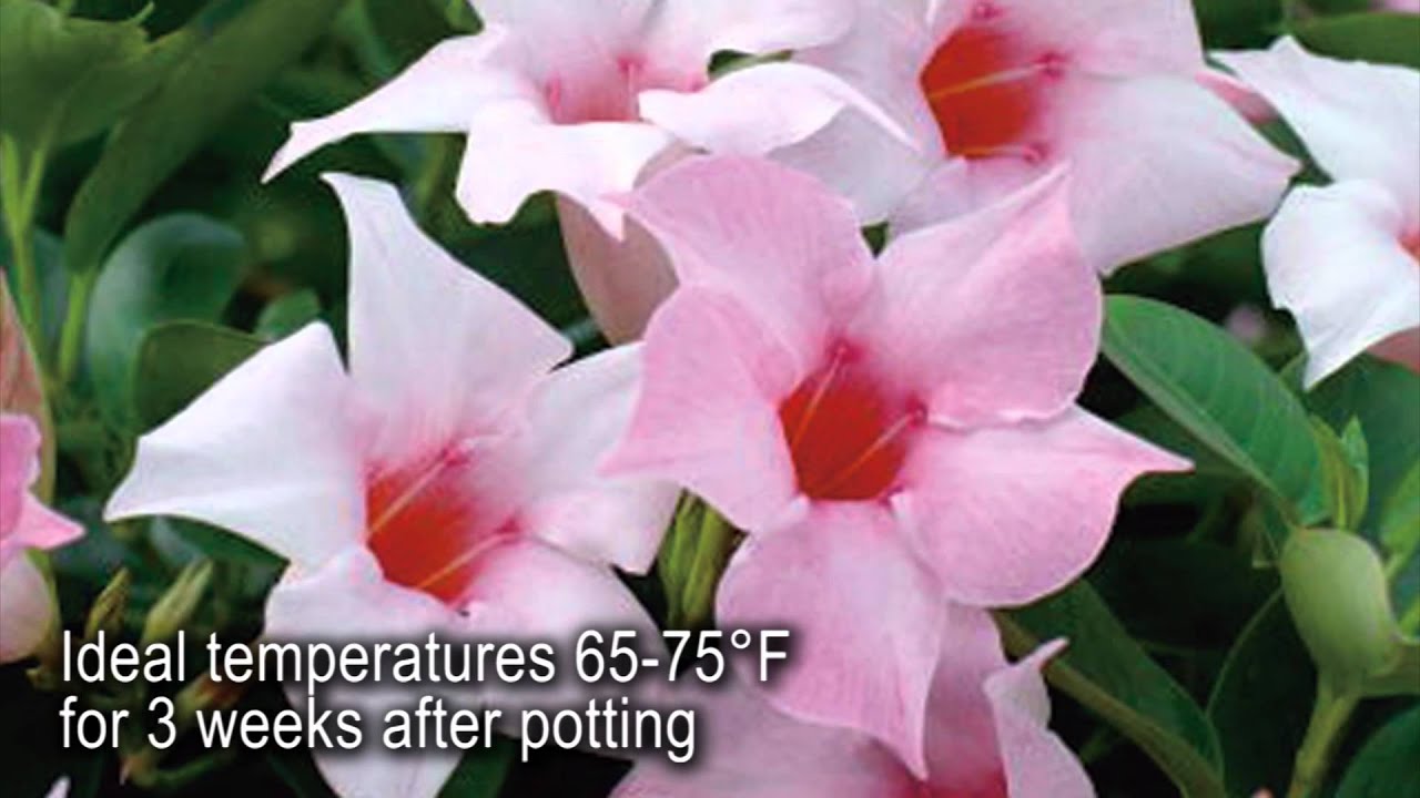 Production Tips for Growers: Sun Parasol Mandevillas