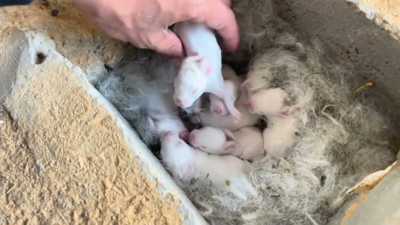صغار الارانب كبرو والرومي يتهاوشون على قشر البيض 😱😍😂👏🏻