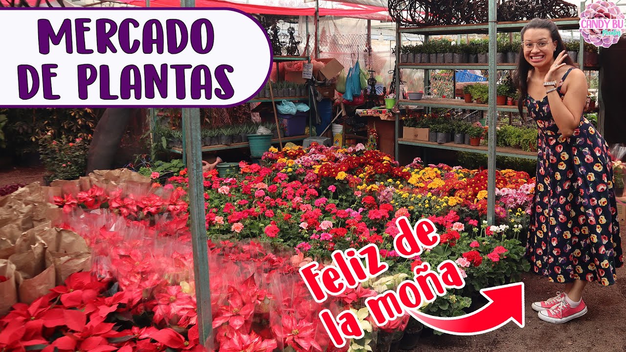 Mercado de plantas en Xochimilco, Poinsettias y trajineras│Candy Bu