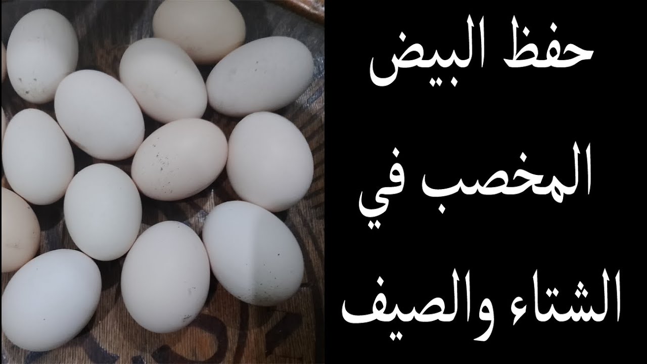 حفظ البيض المخصب في الشتاء والصيف طريقة مضمونة مية المية وسهلة جدا لحفظ البيض المخصب مش هتكلفك حاجة