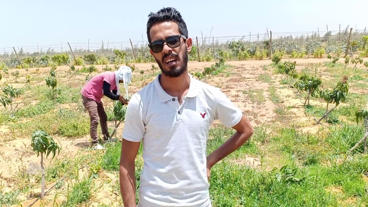 تقليم تربية لصنف مانجو R2 E2 الأسترالي عمر سنة |  MANGO EGYPT 🥭🥭/eng : emad adel 👌🥭