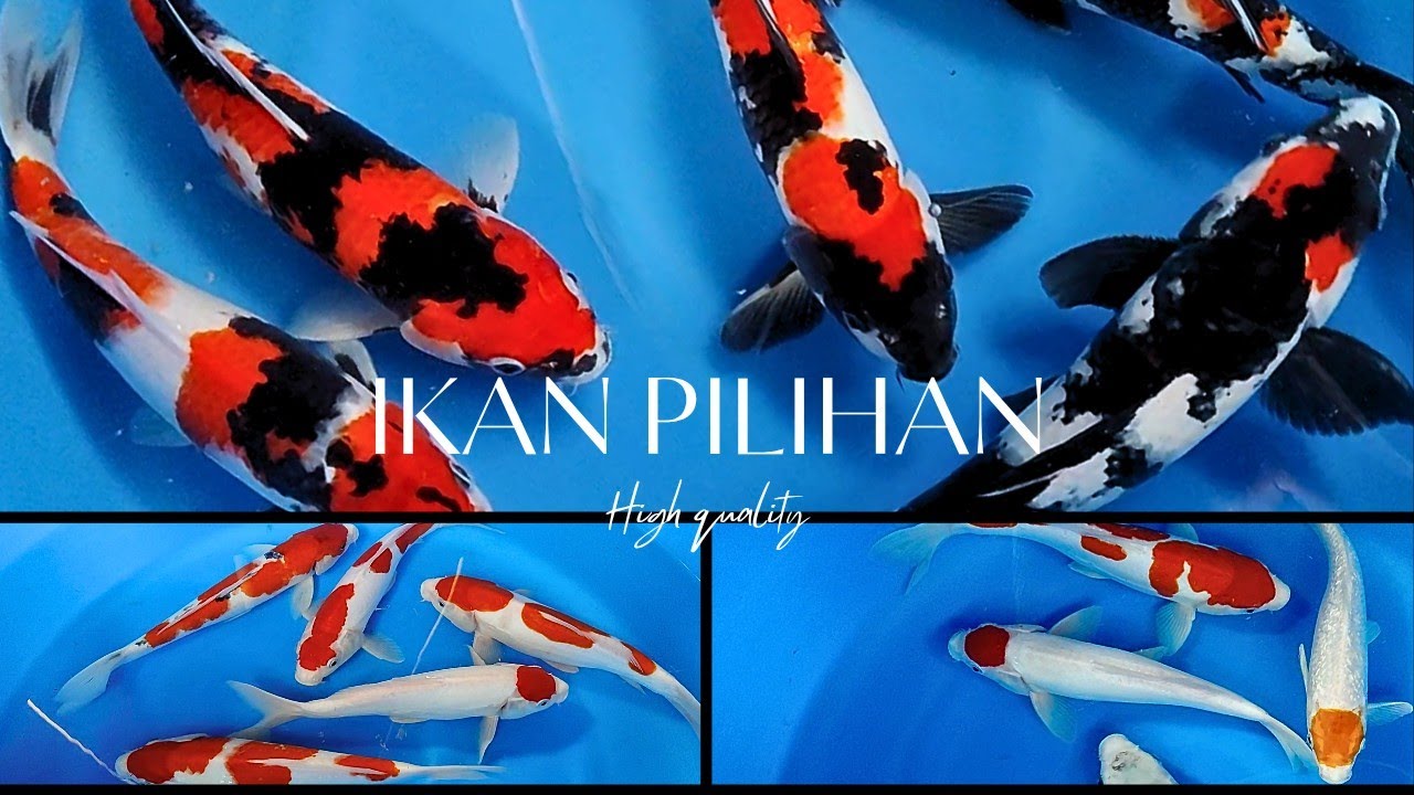 #part27 ‼️IKAN PILIHAN‼️JELAS ISTIMEWA DARI KUHAKU,SANKE,SHOWA & ANTIKAN😍
