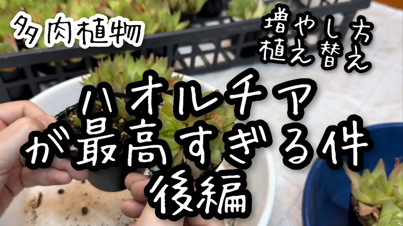 【多肉植物】2024ハオルチアのすすめ　後編