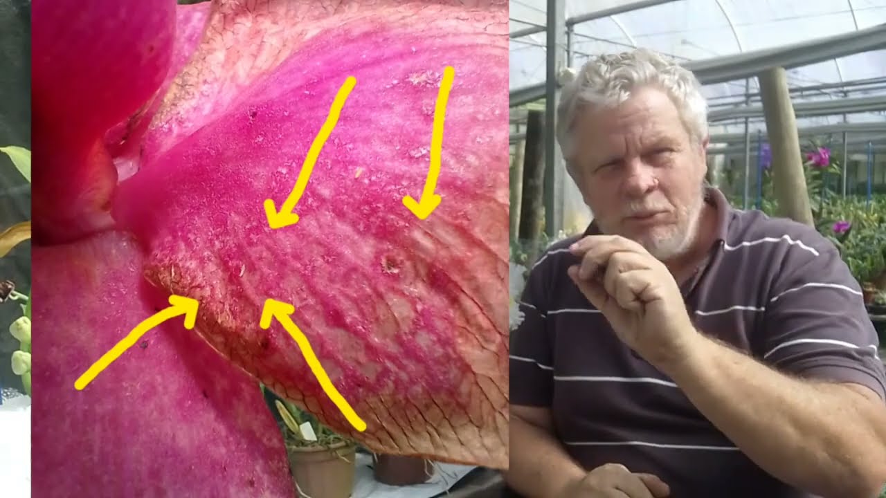 Aprenda como acabar com os tripes nas suas orquídeas!