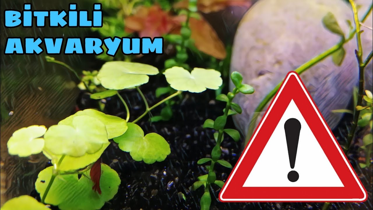 Bitkili Akvaryumlar İçin 10 Öneri