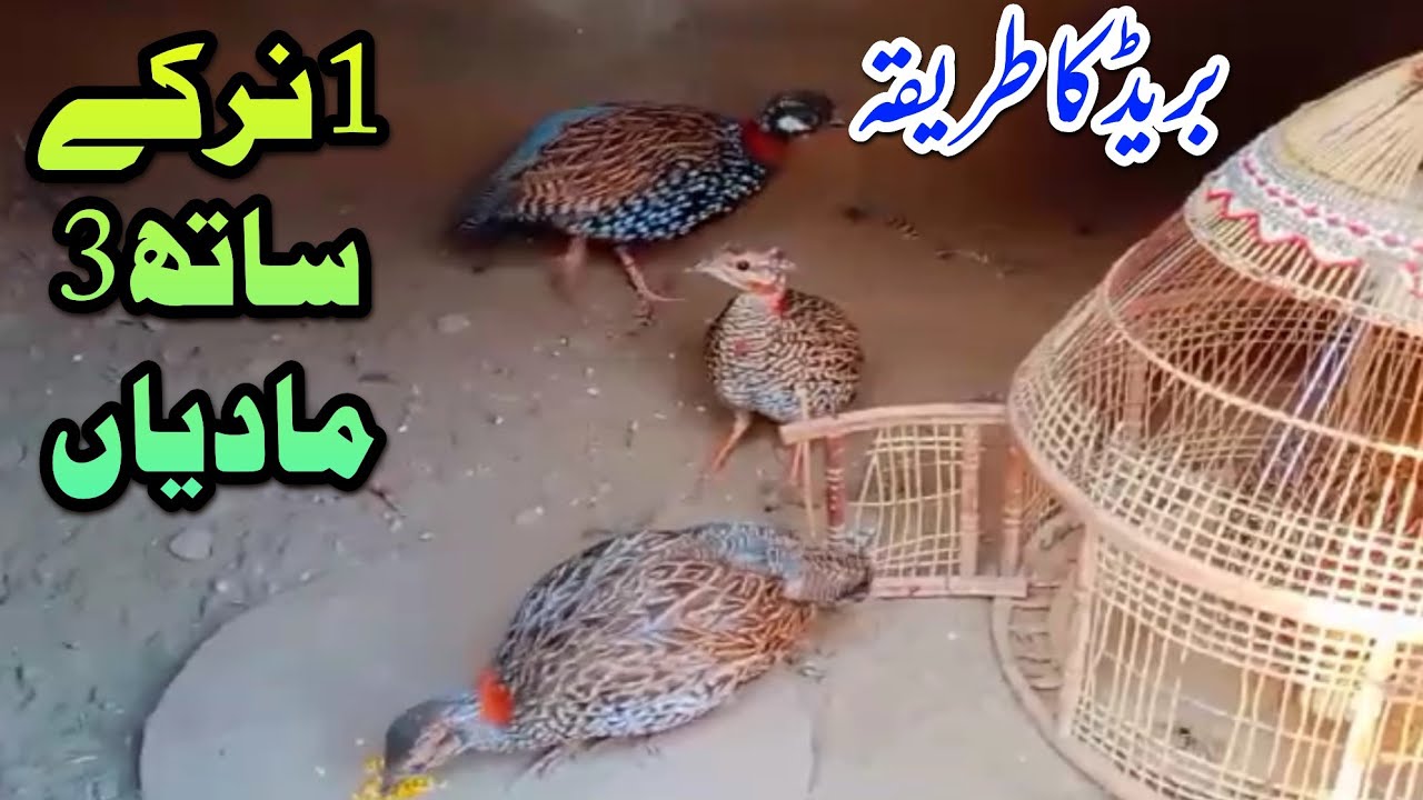 Kala Teetar Breeding || kala teetar breeding tips  || kala teetar || black francolin breeding