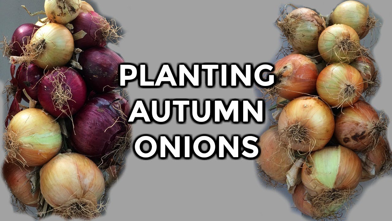 Planting Autumn Onions