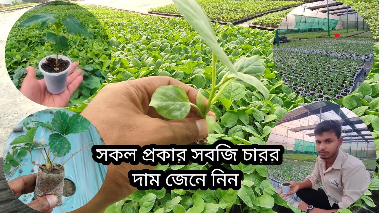 সকল প্রকার সবজি চারার দাম জেনে চারা কিনুন🙂