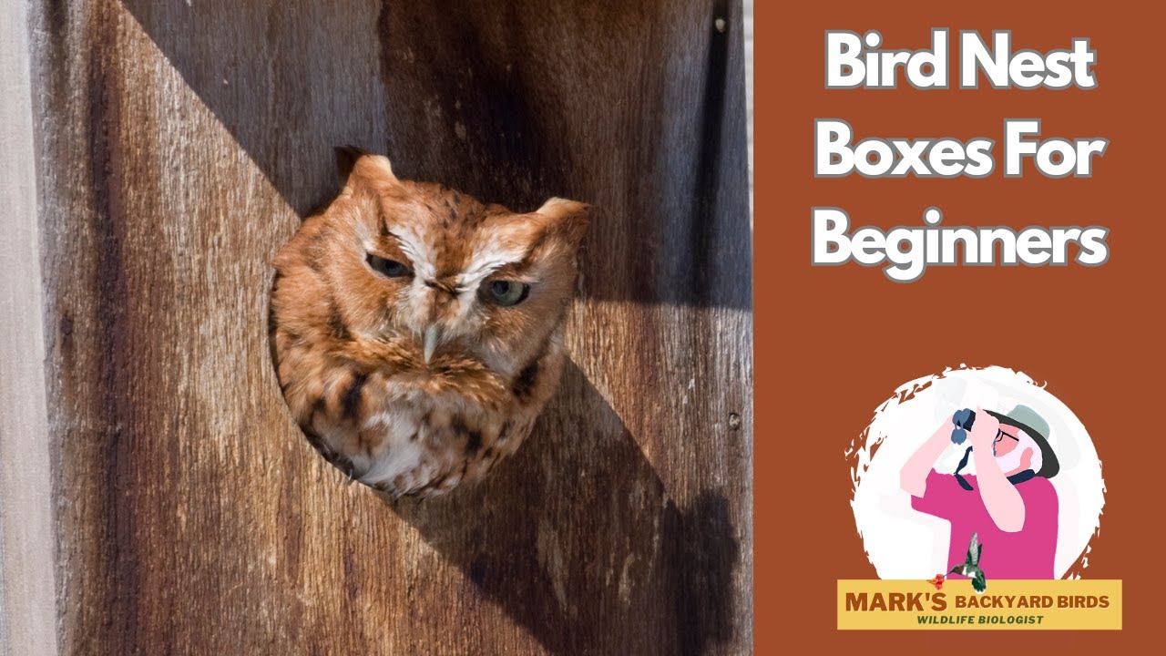 Bird Nest Boxes For Beginners