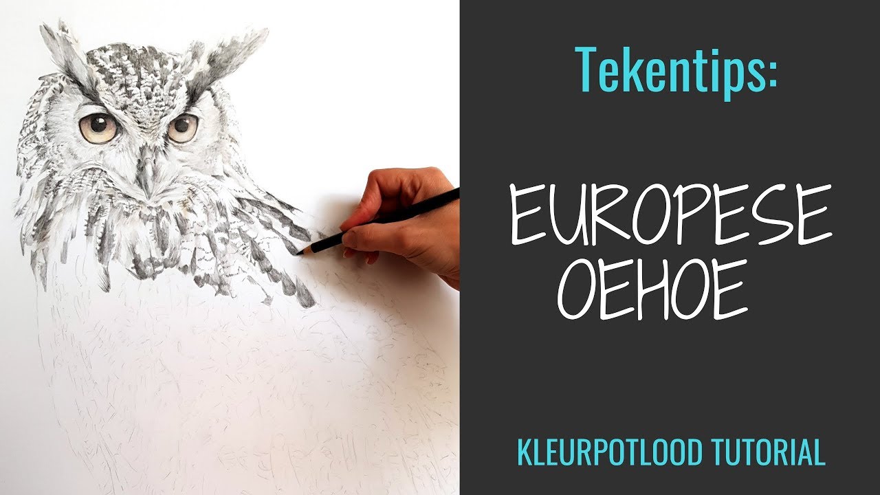 HOE TEKEN JE EEN UIL? deel 1: de kop